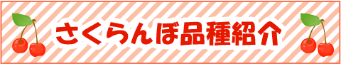 さくらんぼ品種紹介